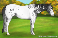 Horse Color:White Spotted Black Tobiano Appaloosa 