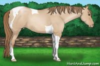 Horse Color:Grullo Pearl Tobiano