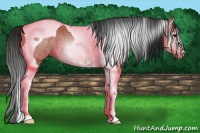 Horse Color:Gray Bay Tobiano 