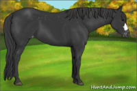 Horse Color:Brown Appaloosa