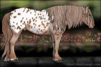 Horse Color:Liver Chestnut Appaloosa