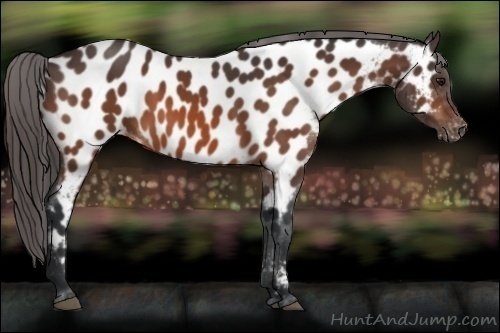 Horse Color: Bay Near Leopard 