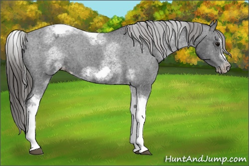 Horse Color: White Spotted Black Splash Tobiano Frame Varnish 