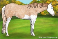 Horse Color:Gold Champagne Ice Splash 