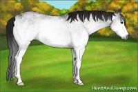 Horse Color:Gray White Spotted Brown 