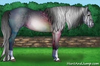 Horse Color:Gray Black Splash 