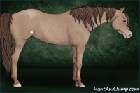 Horse Color:Classic Champagne 