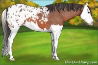 Horse Color:Bay Splash Appaloosa 