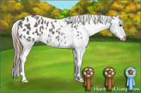 Horse Color:Grullo Appaloosa Rabicano 
