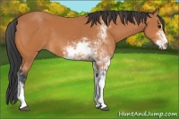 Horse Color:Bay Sabino 