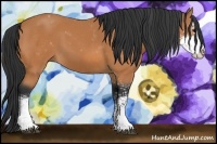 Horse Color:Bay Sabino 