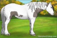 Horse Color:Grullo Splash Tobiano 