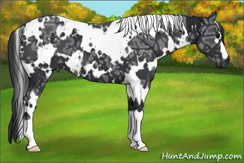 Horse Color: White Spotted Brown Ice 