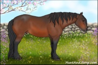 Horse Color:Bay Sabino 