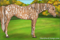 Horse Color:Silver Bay Splash Tobiano Near Leopard Brindle