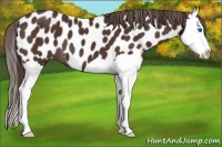 Horse Color:Liver Chestnut Splash Appaloosa 