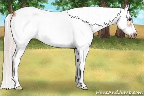 Horse Color:White Spotted Silver Bay Dun Splash Frame