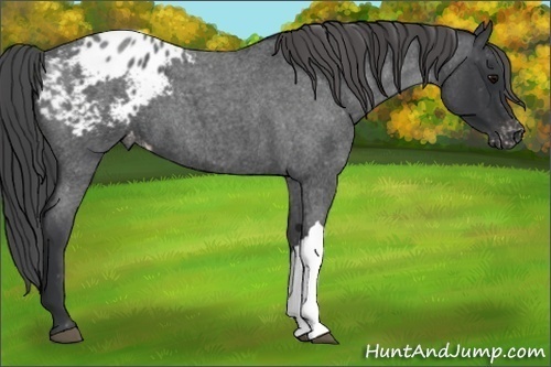 Horse Color:Blue Roan Appaloosa