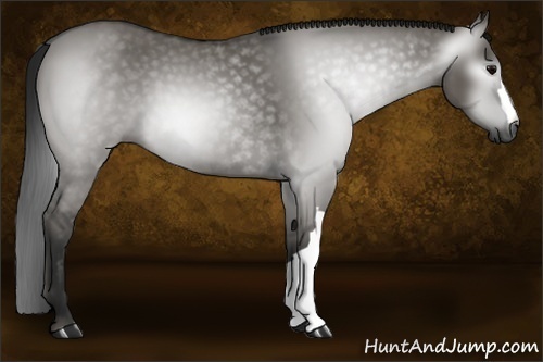 Horse Color:Gray Grullo
