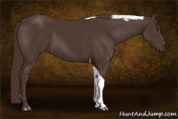 Horse Color:Liver Chestnut Tobiano 
