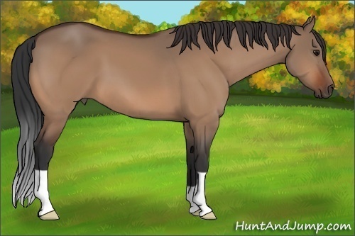 Horse Color: Bay Dun 