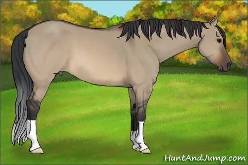 Horse Color: Brown Dun 