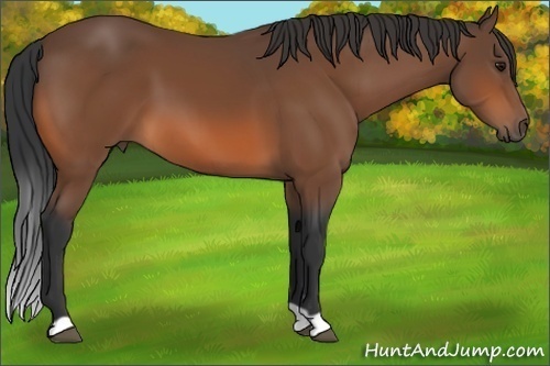 Horse Color: Bay 