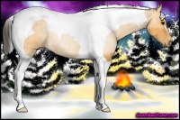 Horse Color:Buckskin Tobiano Rabicano 