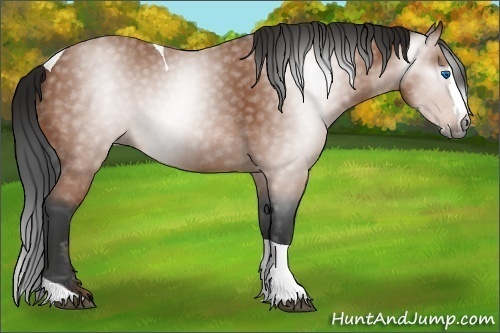 Horse Color:Gray Bay Splash Tobiano 