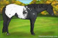 Horse Color:Brown Appaloosa