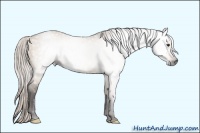 Horse Color:Gray Silver Brown Dun 