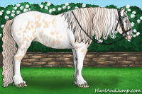 Horse Color:Gold Champagne Roan Dun Splash Tobiano Frame Near Leopard Rabicano 