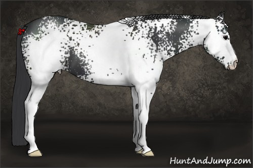 Horse Color: White Spotted Brown 