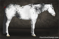 Horse Color:White Spotted Brown