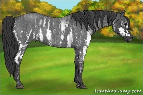 Horse Color: White Spotted Blue Roan Rabicano  Brindle