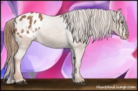 Horse Color:Chestnut Appaloosa 