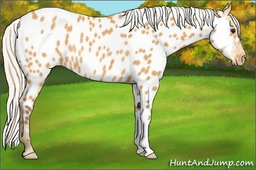Horse Color:Silver Buckskin Near Leopard Rabicano 