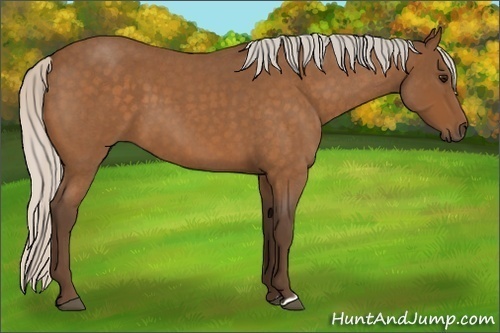 Horse Color:Silver Buckskin Roan 