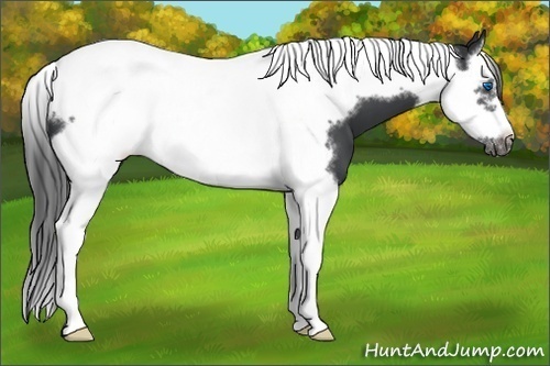 Horse Color:Black Splash Tobiano Frame 