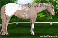 Horse Color:Chestnut Snowcap 