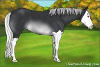 Horse Color:Silver Brown Chinchilla Splash 