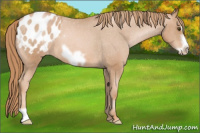 Horse Color:Liver Chestnut Pearl Frame Appaloosa