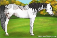 Horse Color:Brown Ice Splash Frame 