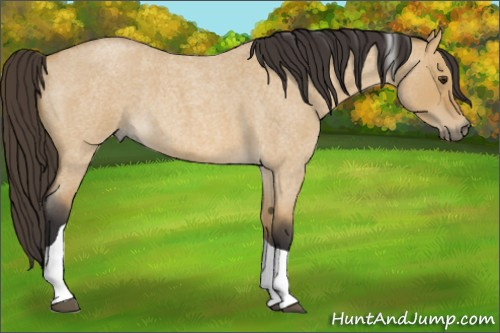 Horse Color:Unknown 