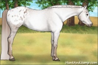 Horse Color:Gray Chestnut Appaloosa 