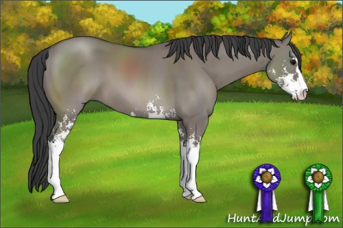 Horse Color: Grullo Sabino 
