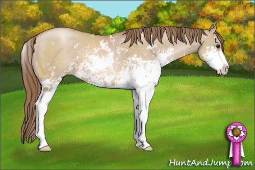 Horse Color: Grullo Pearl Sabino 