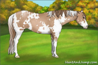 Horse Color:White Spotted Black Pearl Sabino 