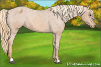 Horse Color:Chestnut Appaloosa 