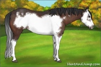 Horse Color:Bay Splash Frame  Brindle